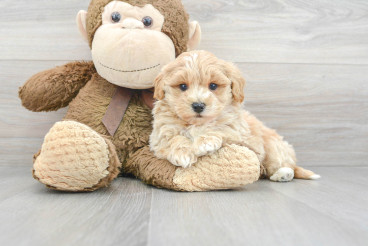 Playful Maltese Poodle Poodle Mix Puppy