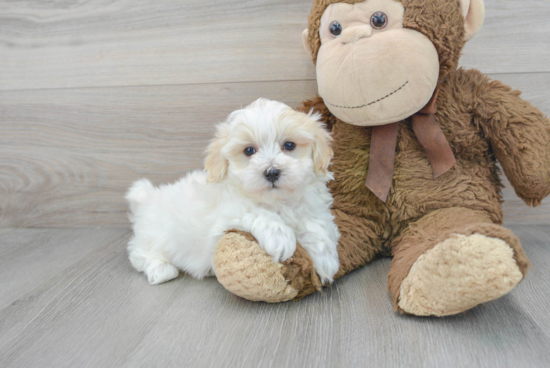 Small Maltipoo Baby