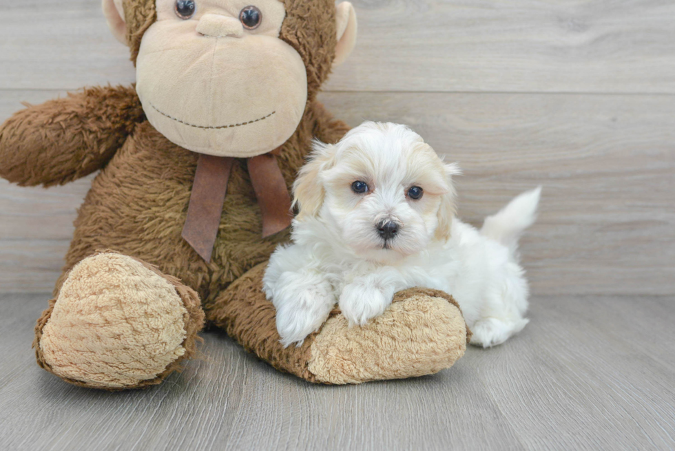 Best Maltipoo Baby