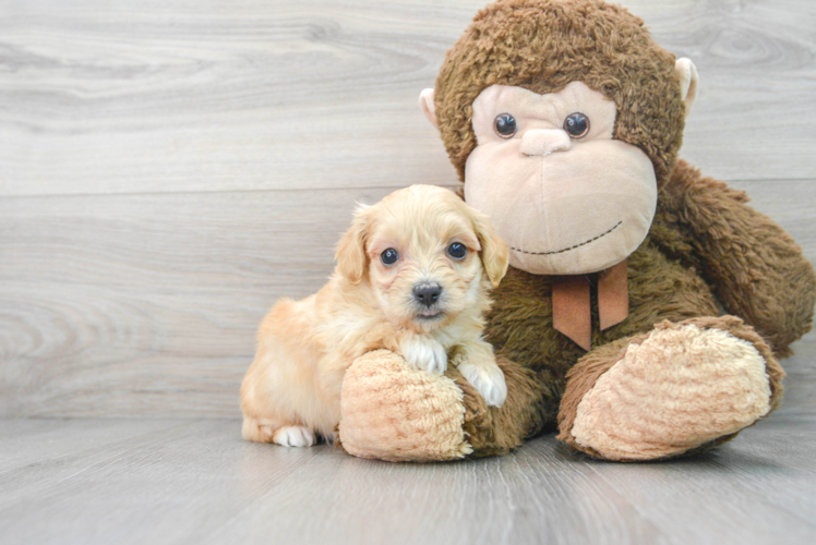 Smart Maltipoo Poodle Mix Pup