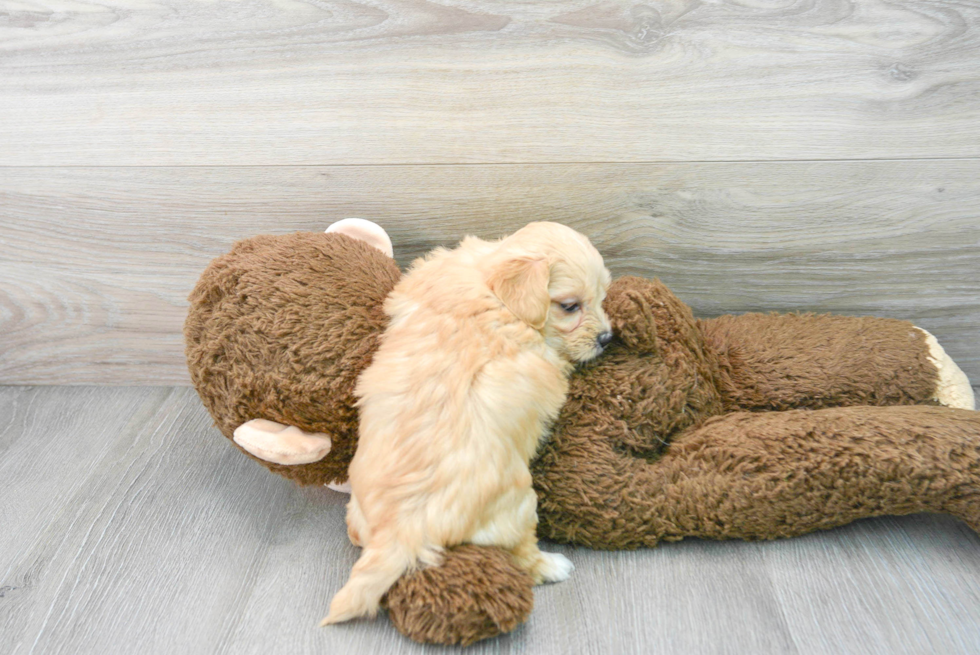 Popular Maltipoo Poodle Mix Pup