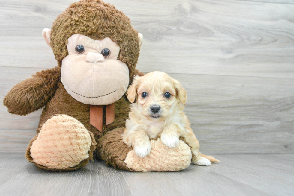 Best Maltipoo Baby