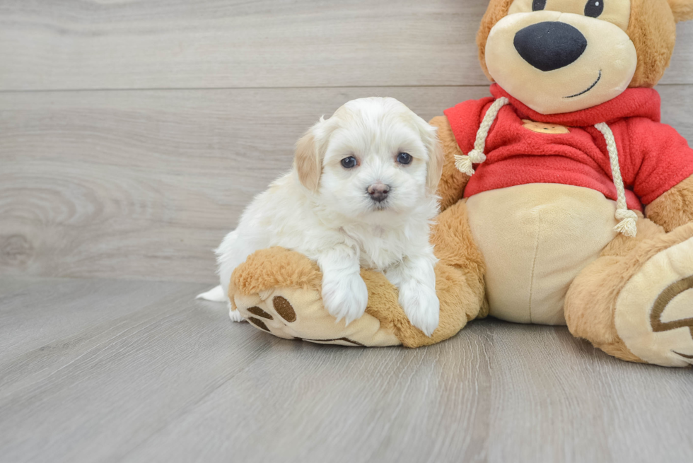 Best Maltipoo Baby