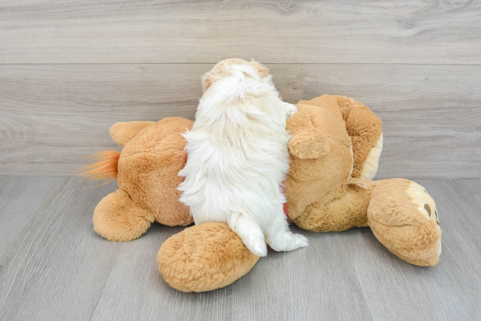 Friendly Maltipoo Baby