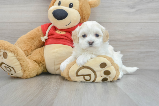 Hypoallergenic Maltepoo Poodle Mix Puppy