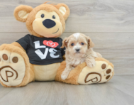 8 week old Maltipoo Puppy For Sale - Premier Pups