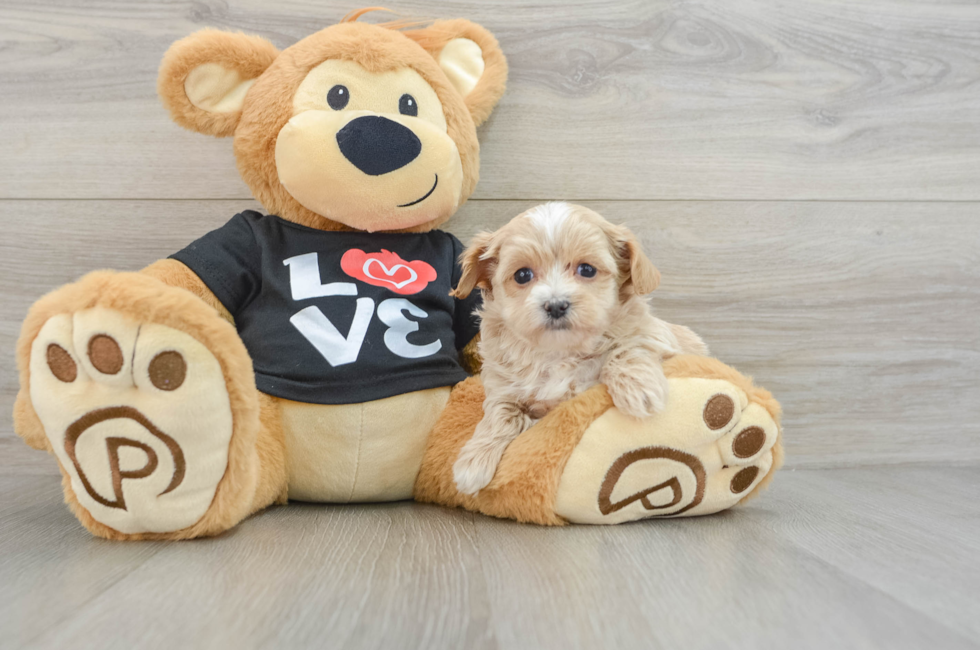 8 week old Maltipoo Puppy For Sale - Premier Pups