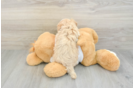 Popular Maltipoo Poodle Mix Pup