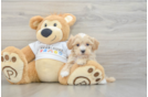 Funny Maltipoo Poodle Mix Pup