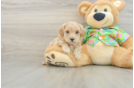 Smart Maltipoo Poodle Mix Pup