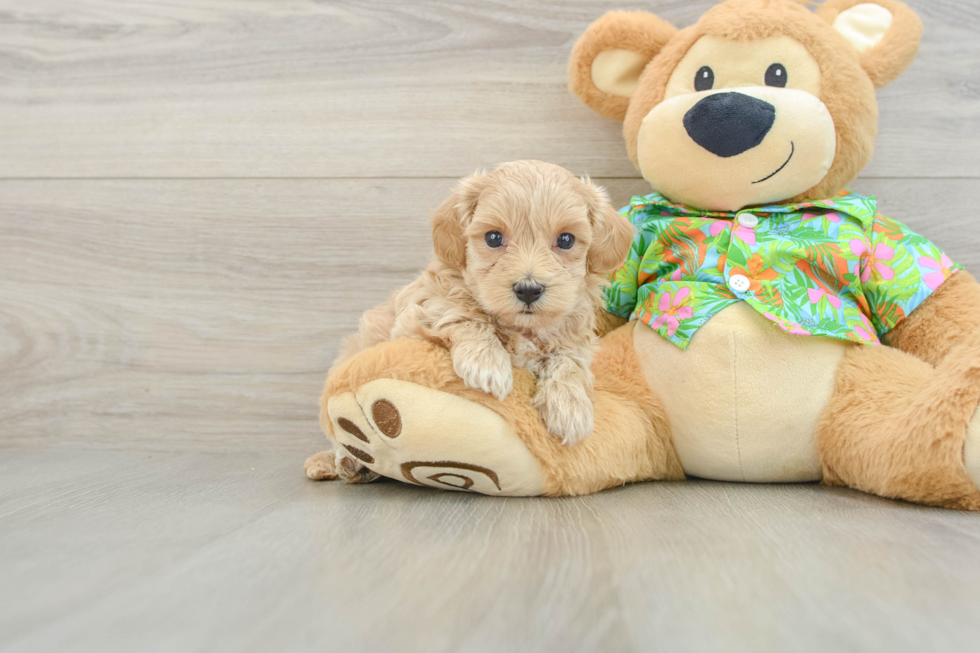 Smart Maltipoo Poodle Mix Pup