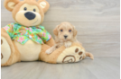 Playful Maltese Poodle Poodle Mix Puppy