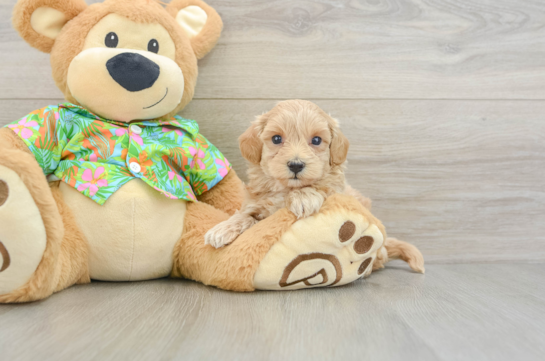 Playful Maltese Poodle Poodle Mix Puppy