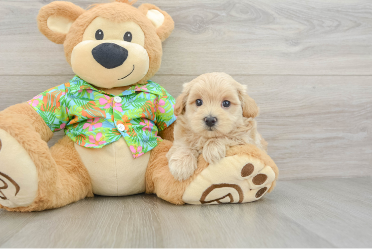 Maltipoo Pup Being Cute