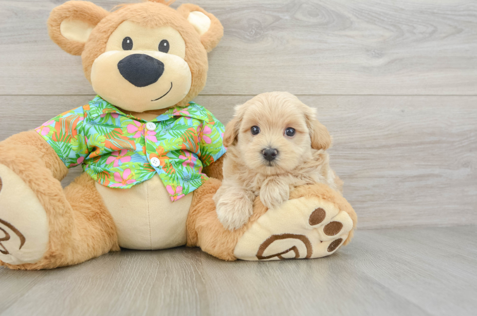 5 week old Maltipoo Puppy For Sale - Premier Pups