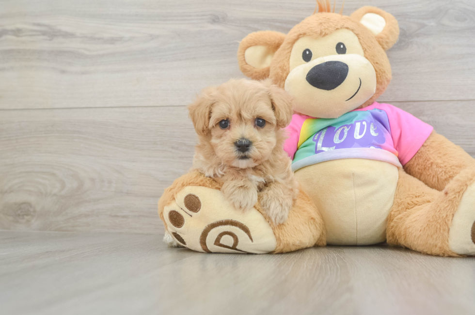 5 week old Maltipoo Puppy For Sale - Premier Pups