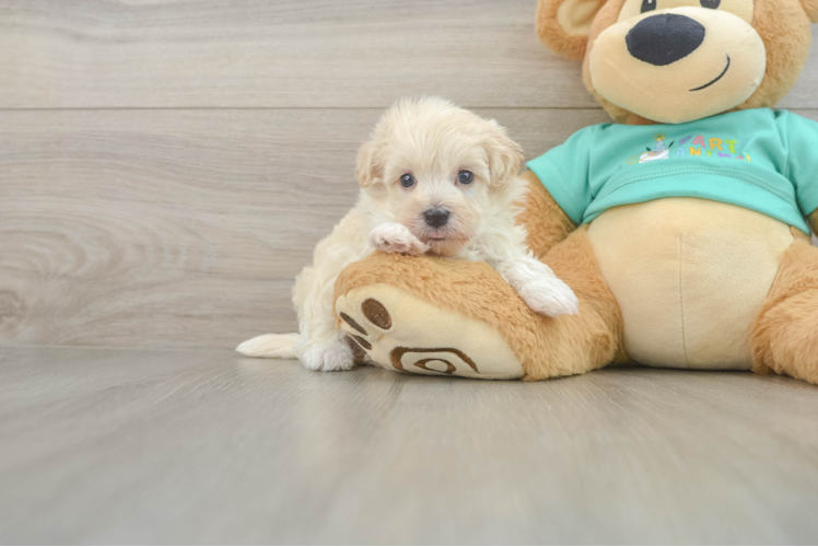 Friendly Maltipoo Baby