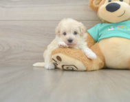 8 week old Maltipoo Puppy For Sale - Premier Pups