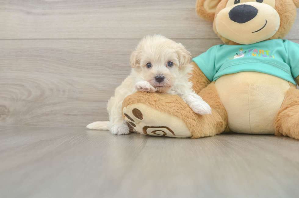 6 week old Maltipoo Puppy For Sale - Premier Pups