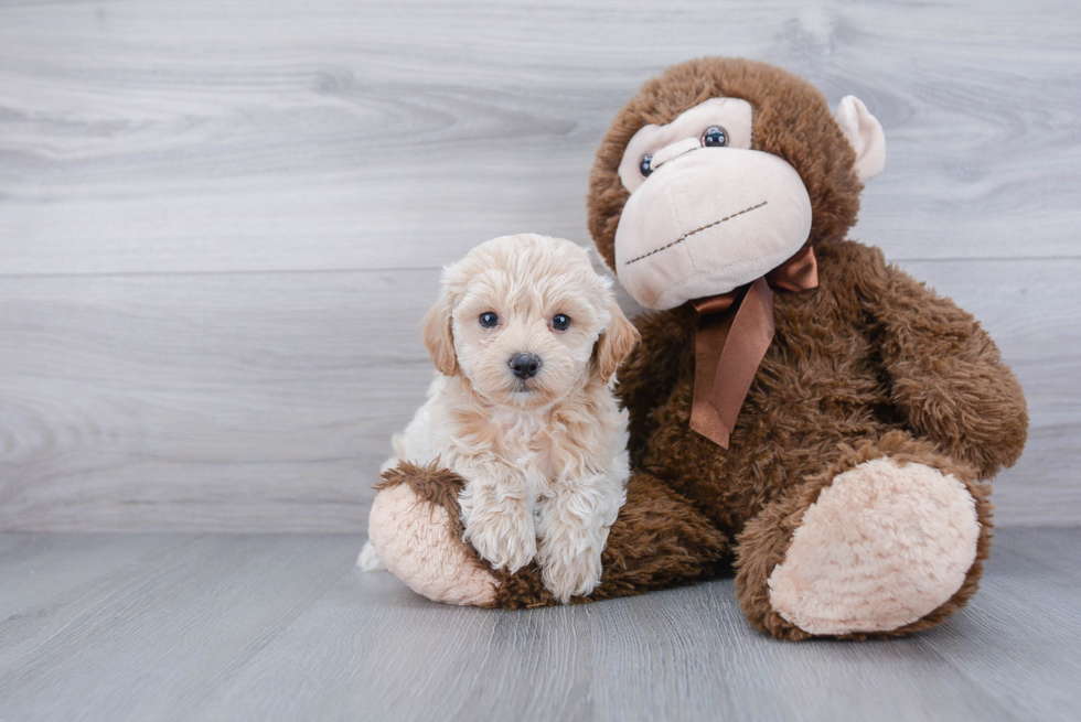 Hypoallergenic Maltese Poodle Poodle Mix Puppy