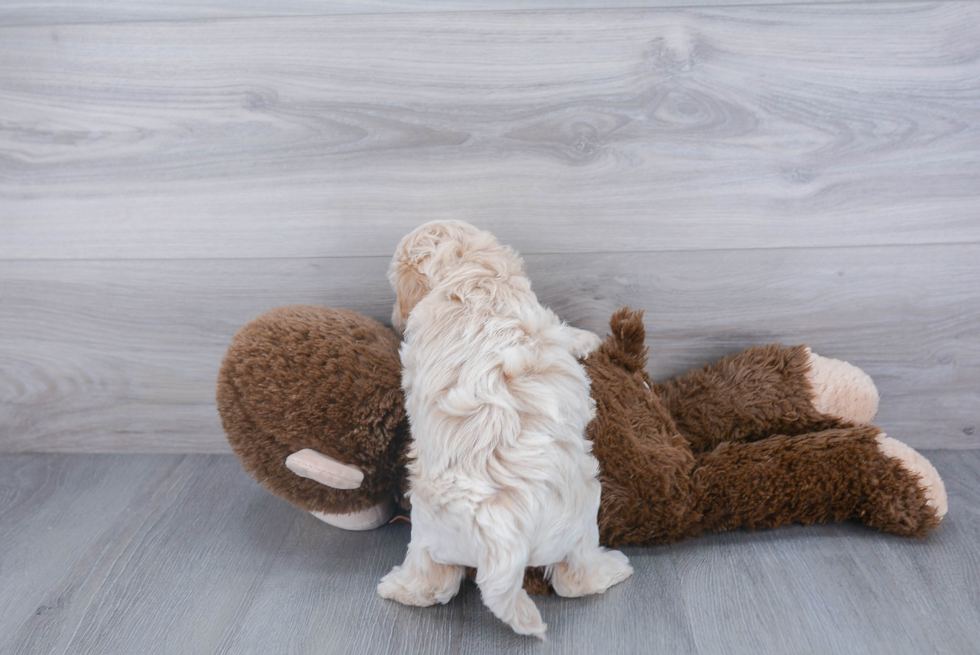 Adorable Maltepoo Poodle Mix Puppy