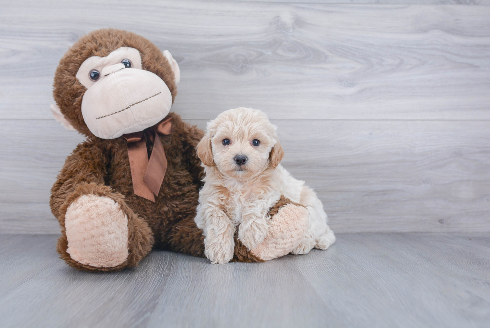 Playful Maltepoo Poodle Mix Puppy