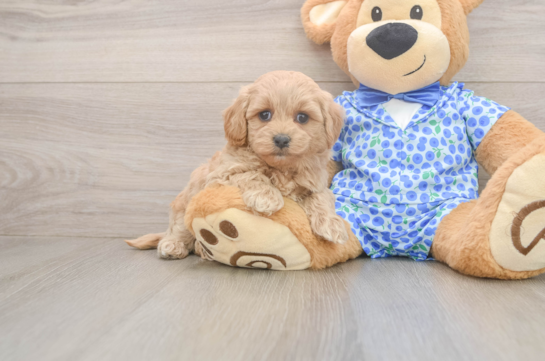 Fluffy Maltipoo Poodle Mix Pup