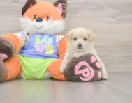 9 week old Maltipoo Puppy For Sale - Premier Pups