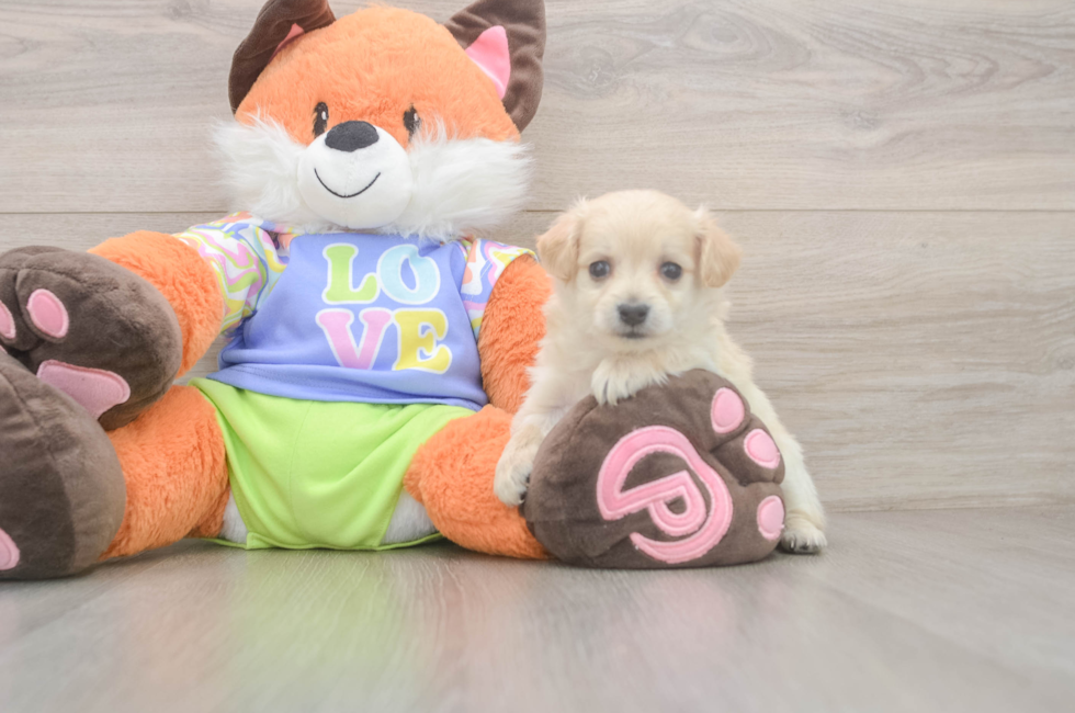 9 week old Maltipoo Puppy For Sale - Premier Pups