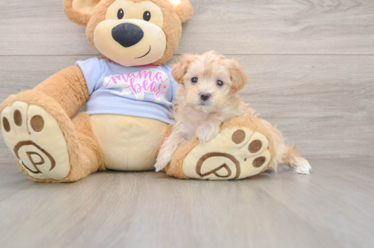 Maltipoo Pup Being Cute