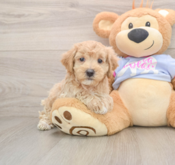 7 week old Maltipoo Puppy For Sale - Premier Pups