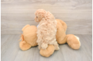 Adorable Maltidoodle Poodle Mix Puppy
