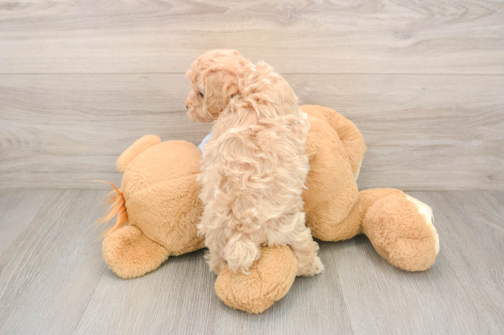 Adorable Maltidoodle Poodle Mix Puppy