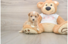 Adorable Maltidoodle Poodle Mix Puppy