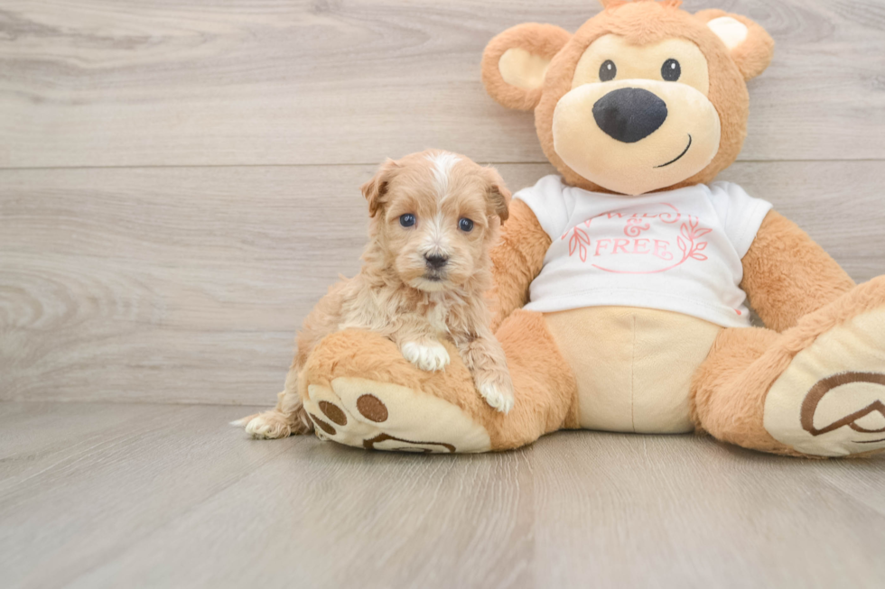 Adorable Maltidoodle Poodle Mix Puppy