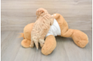 Cute Maltipoo Baby