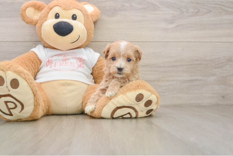 Cute Maltipoo Baby