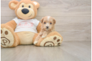 Cute Maltipoo Baby