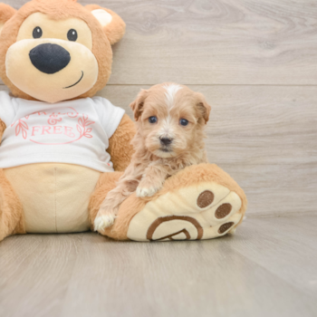 Cute Maltipoo Baby