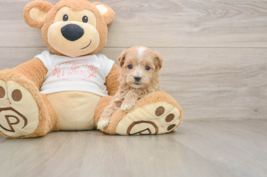 Cute Maltipoo Baby