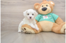 Maltipoo Puppy for Adoption