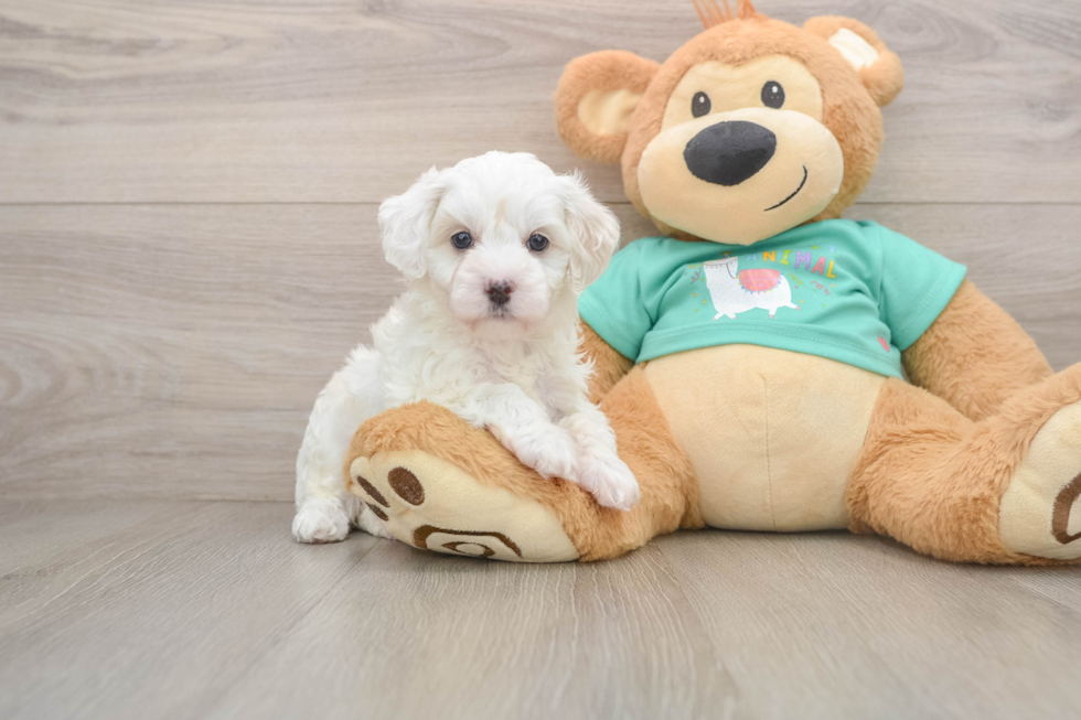 Maltipoo Puppy for Adoption