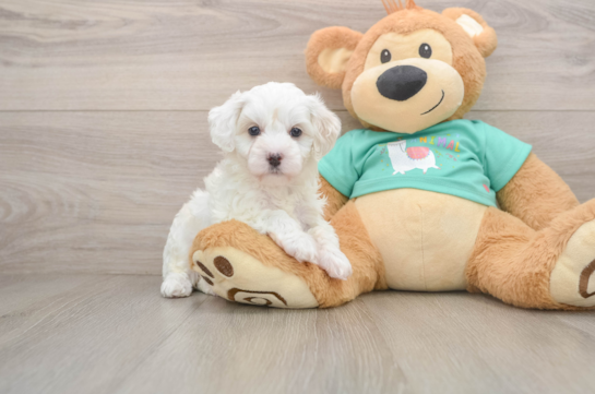 Maltipoo Puppy for Adoption