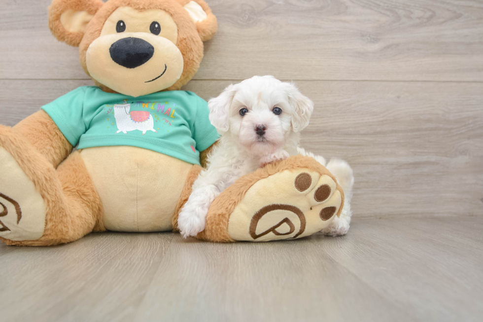 Happy Maltipoo Baby