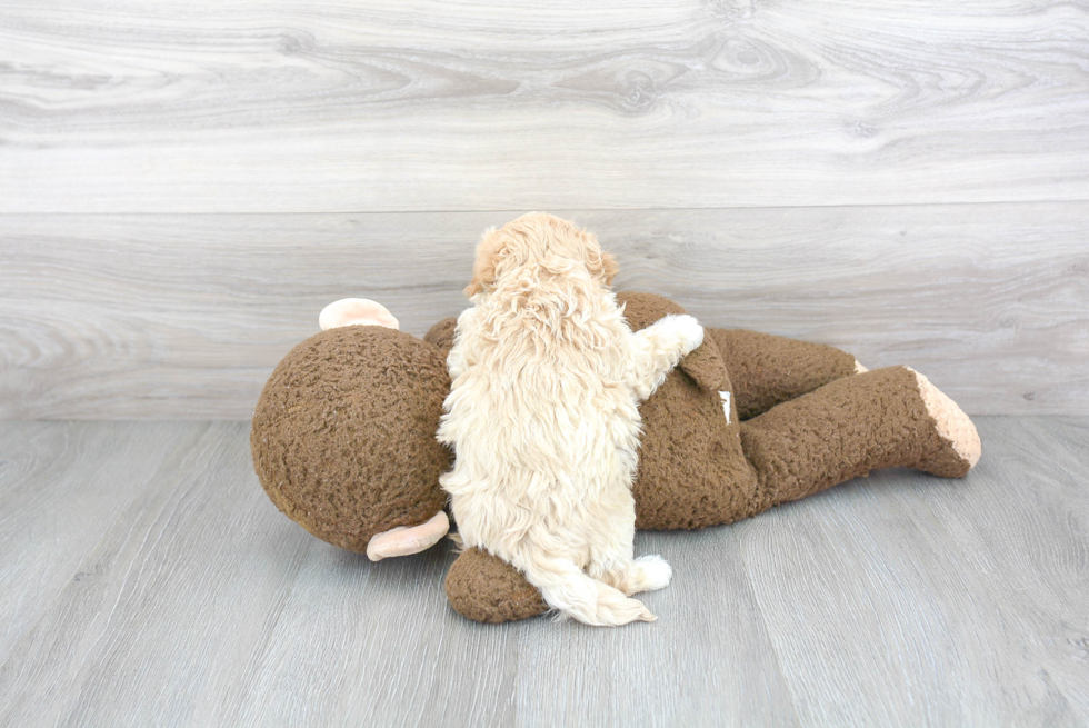 Maltipoo Pup Being Cute