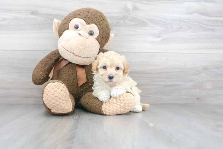 Little Maltese Poodle Poodle Mix Puppy