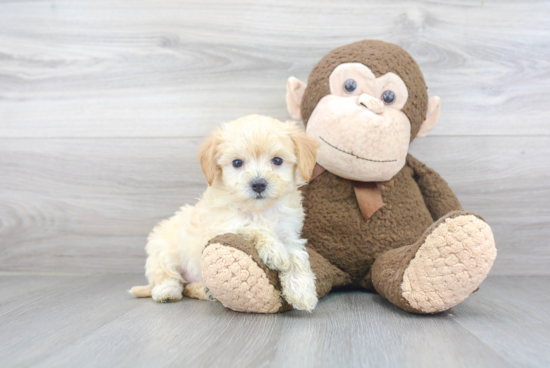 Playful Maltese Poodle Poodle Mix Puppy