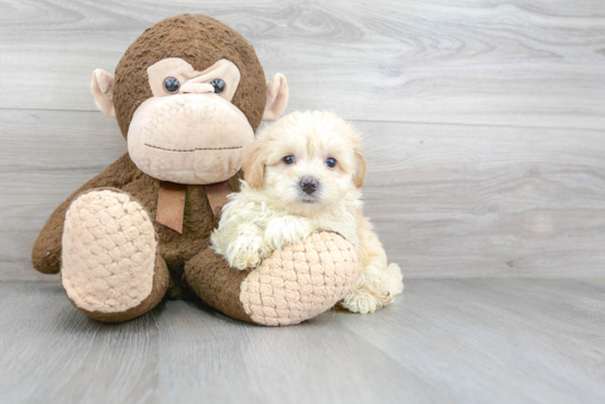 Best Maltipoo Baby