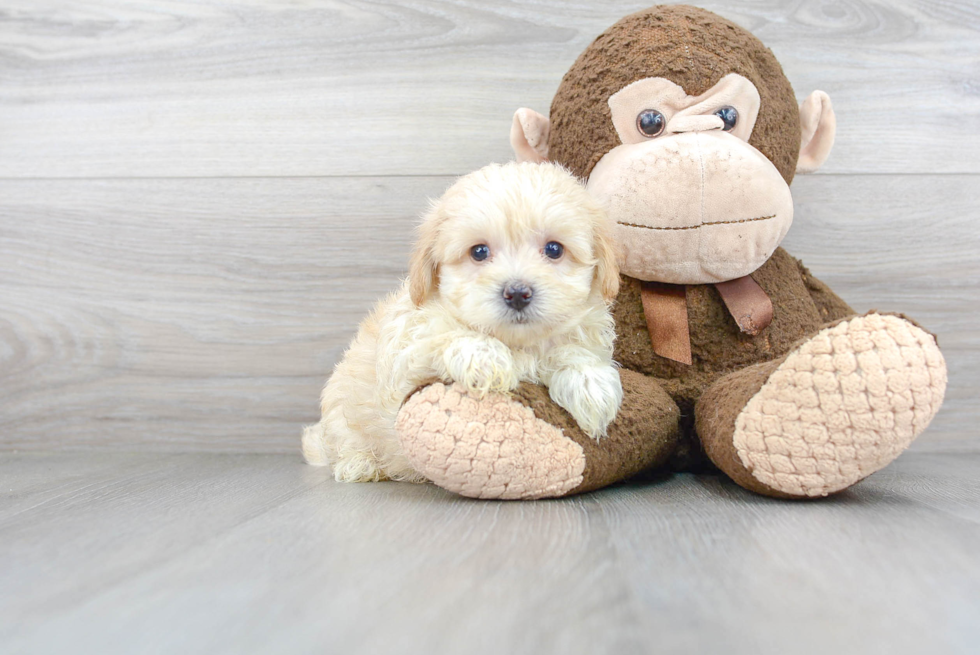 Smart Maltipoo Poodle Mix Pup