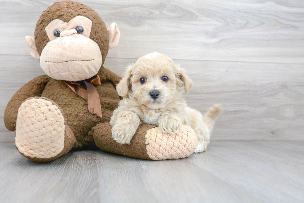 Energetic Maltese Poodle Poodle Mix Puppy